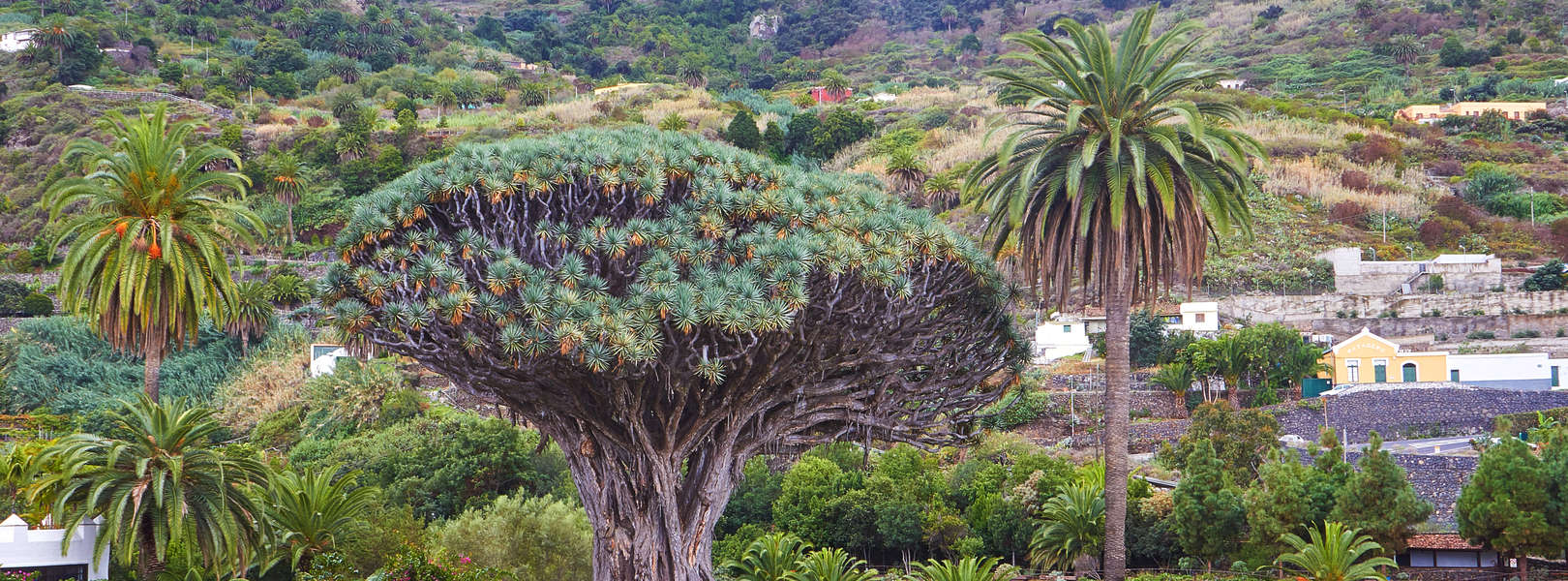 Der Drachenbaum an der Nordküste Teneriffa in Icod de los